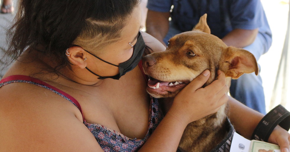 Com números expressivos, Departamento de Defesa Animal realiza mais de 2.400 castrações