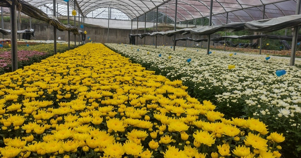 Produção de crisântemos em Atibaia aumenta 100% em relação a 2020