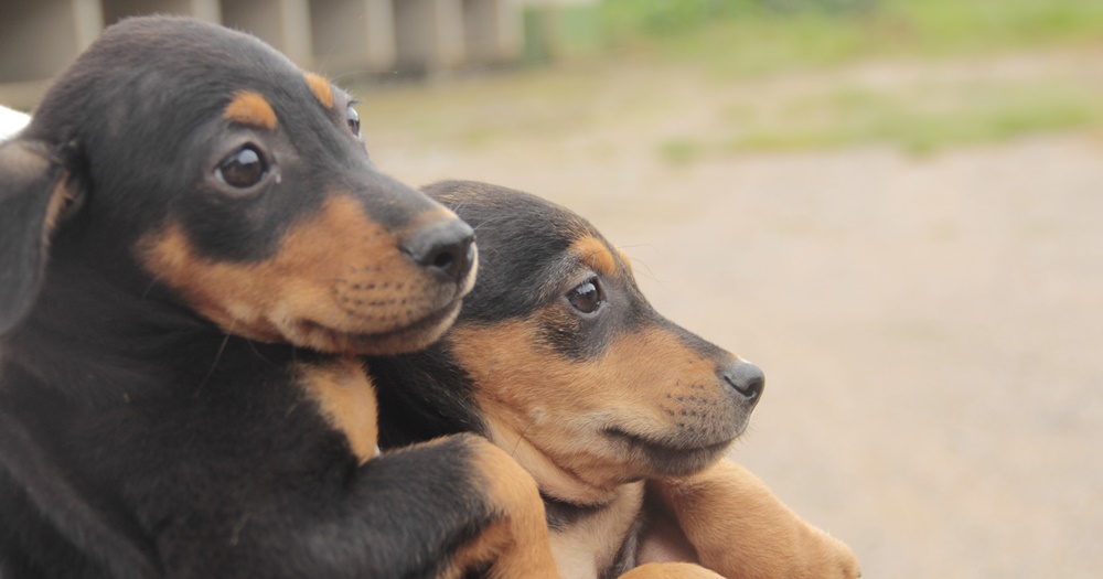 Prefeitura de Atibaia desapropria área para implantação de novo Abrigo Animal Municipal