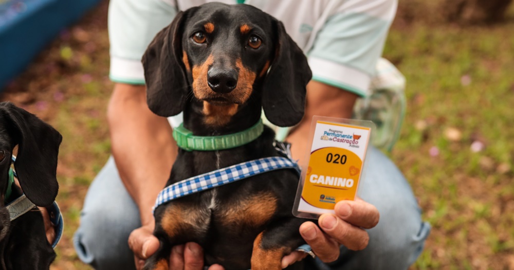 Castrações de animais crescem 17% com mutirões da prefeitura de Jaguariúna