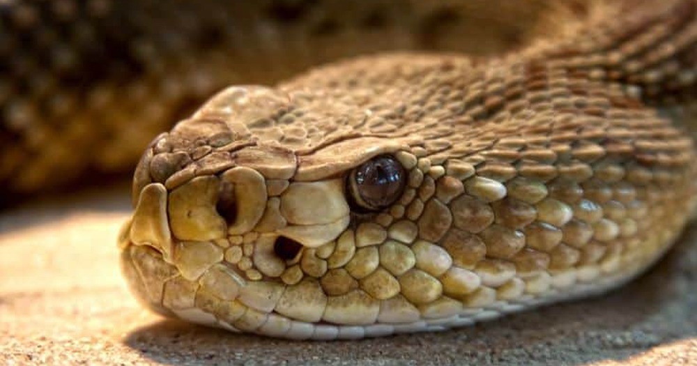 Defesa Civil orienta população sobre animais peçonhentos, marimbondos, vespas e abelhas