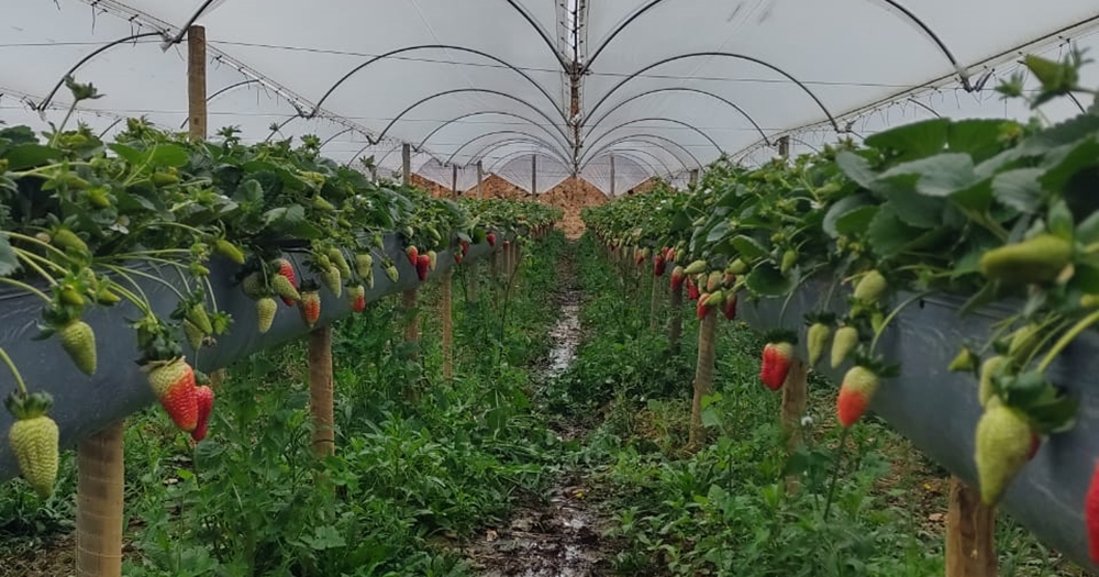Atibaia lança neste sábado (13) três novas variedades de morango