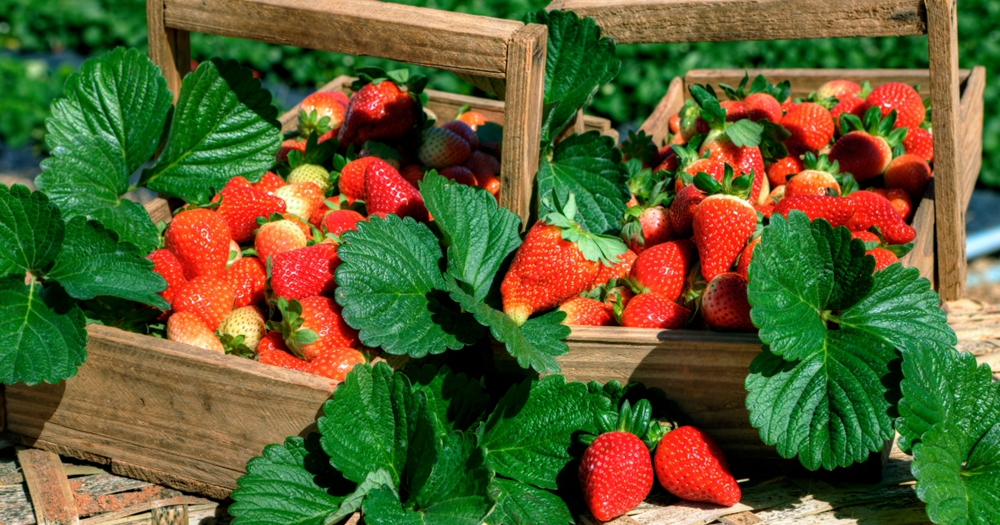 Feira Permanente do Produtor Rural acontecerá todos os sábados em Atibaia; com destaque para as flores e morangos