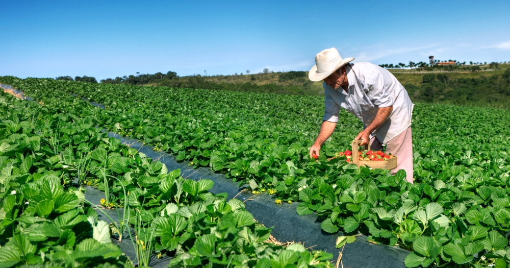Secretaria de Agricultura promove 1ª Semana do Morangueiro de 13 a 16 de setembro