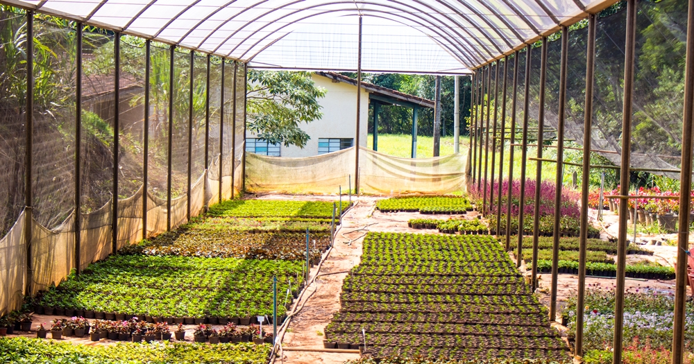 Prefeitura de Atibaia prevê entrega de 35 mil mudas de morango do Viveiro Municipal em janeiro