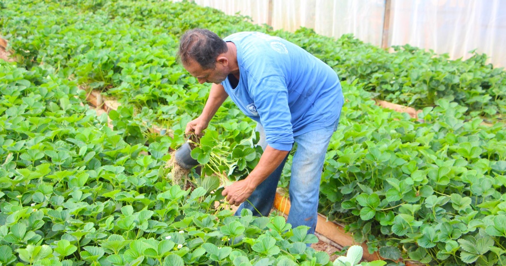 Prefeitura de Atibaia doa 35 mil mudas de morango a produtores rurais