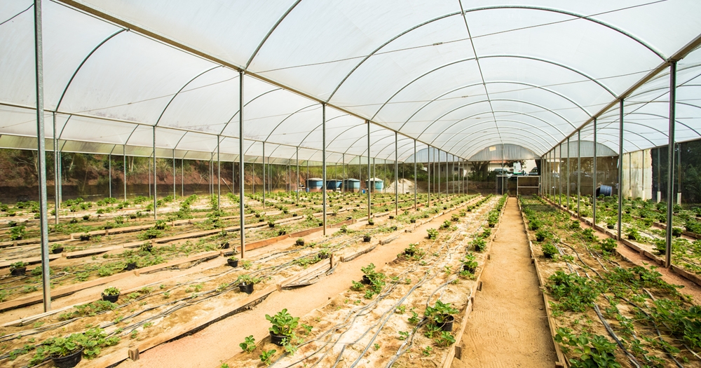 Prefeitura de Atibaia fará nova doação de 100 mil mudas de morango a produtores rurais