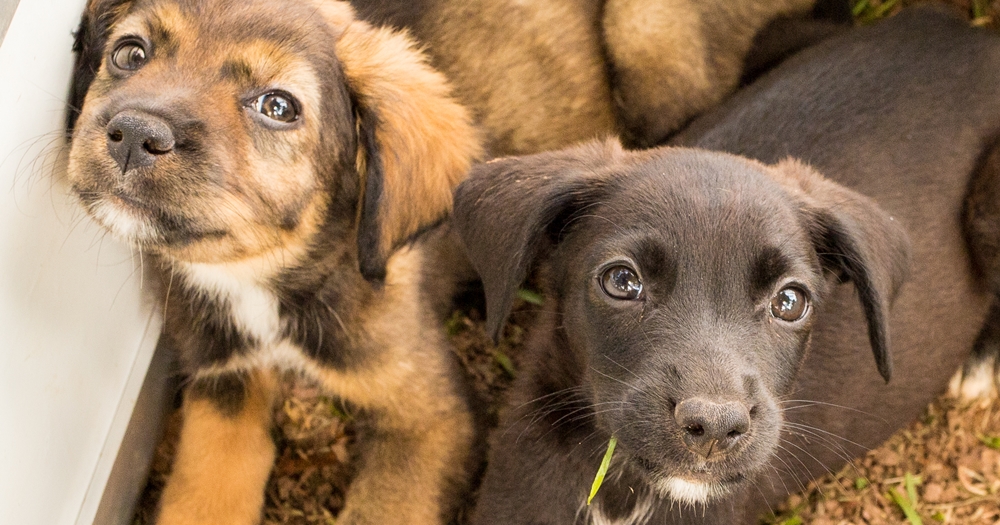 Feira de Adoção de Animais da Prefeitura de Atibaia tem grande adesão e garante lar para nove filhotes