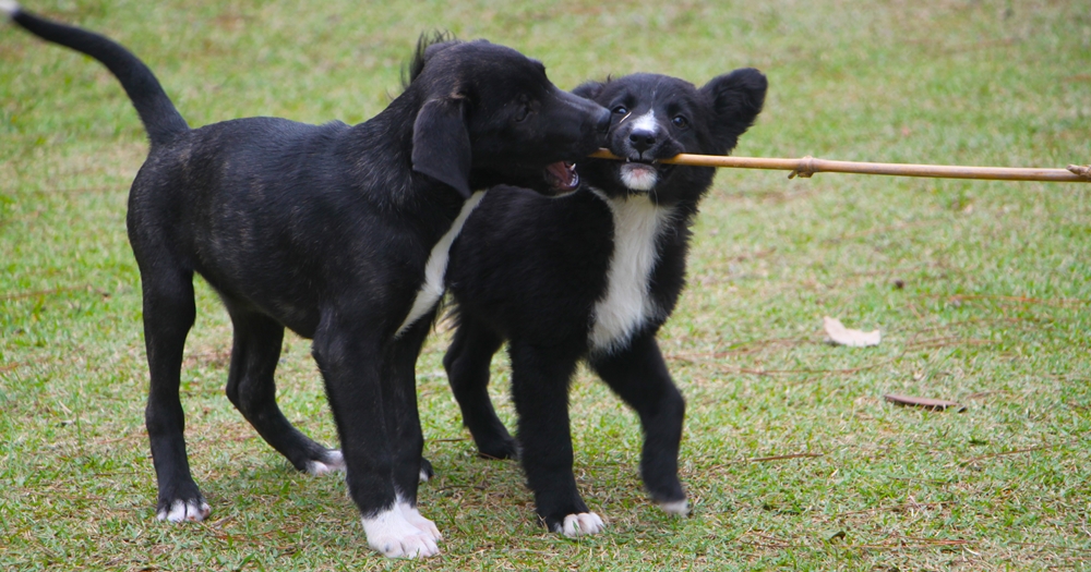 Adote um amigo Feira de Adoção de Animais da Prefeitura acontece nesta quarta-feira 2